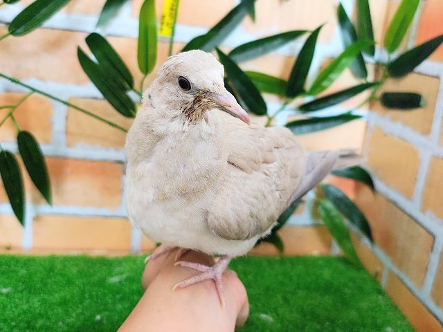 ハトさん人気が止まらない～🍀ジュズカケバト入荷しました❤️