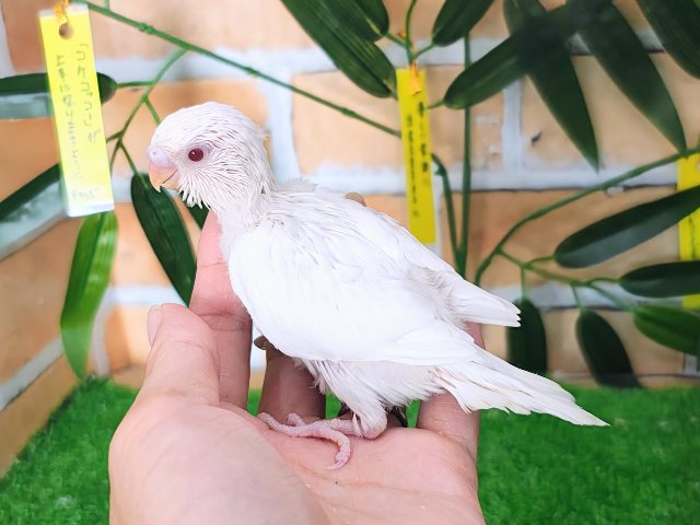 セキセイインコ