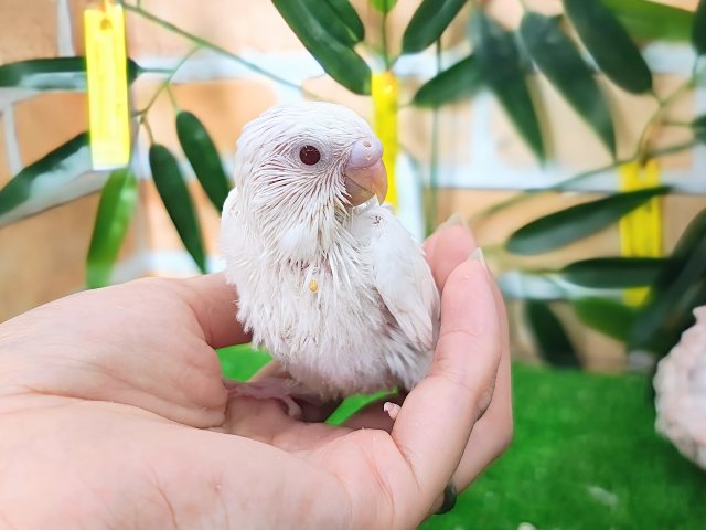 セキセイインコ