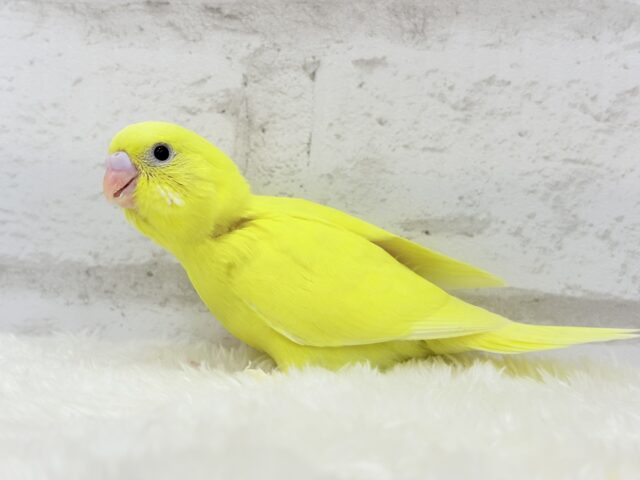 セキセイインコ