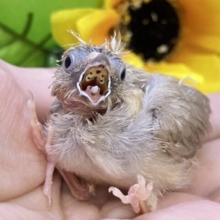 パヤパヤキナコよ舞い上がれꔛ‬‪🫶⛅️錦花鳥(フォーン/2025年7月生まれ)