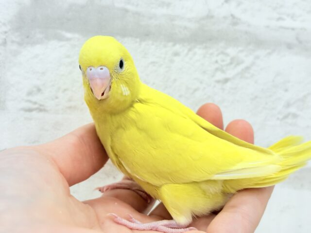 セキセイインコ