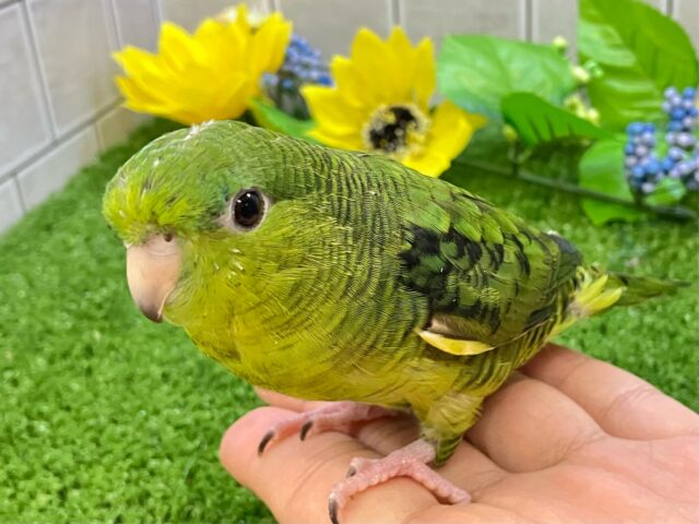 サザナミインコ