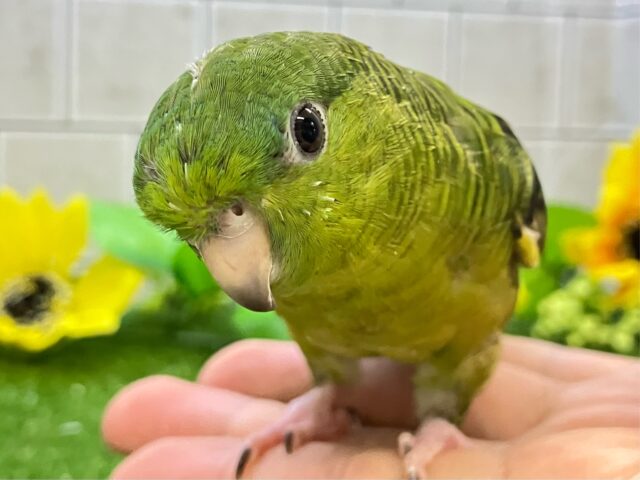 サザナミインコ