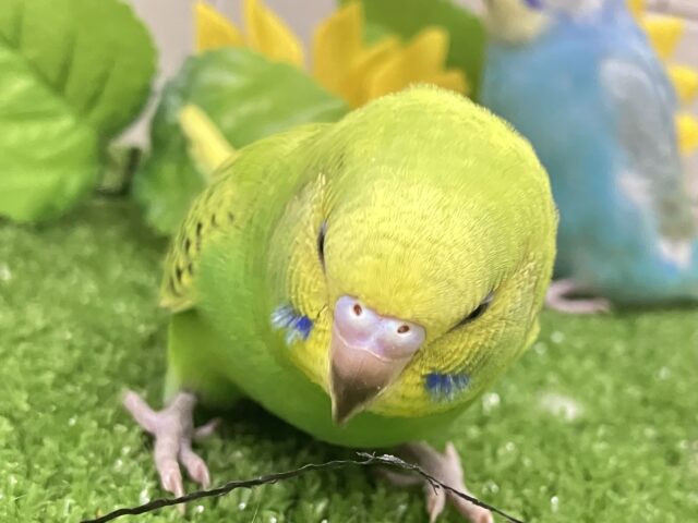 セキセイインコ