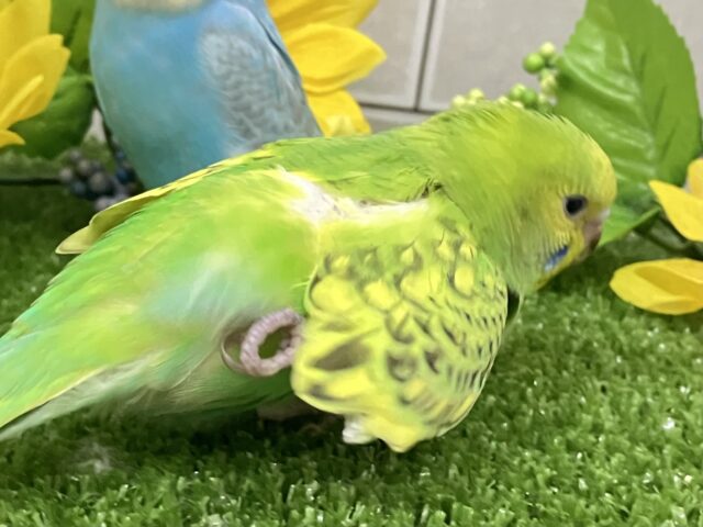 セキセイインコ