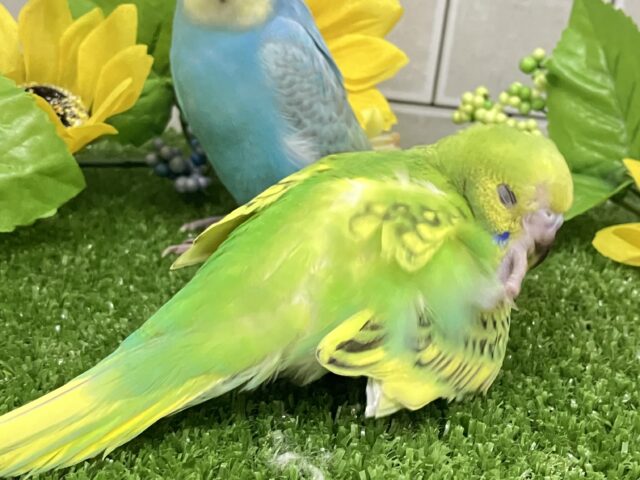 セキセイインコ