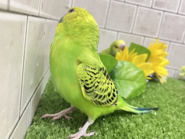 セキセイインコ