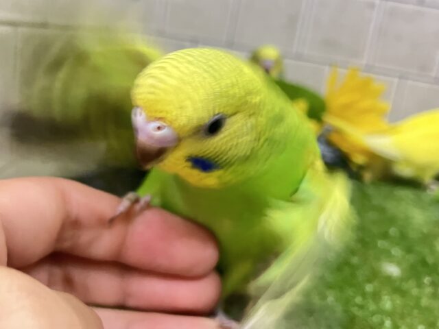 ✨最新画像✨森林浴で心安らぐ！？🌳⋆꙳‪🫶　セキセイインコ