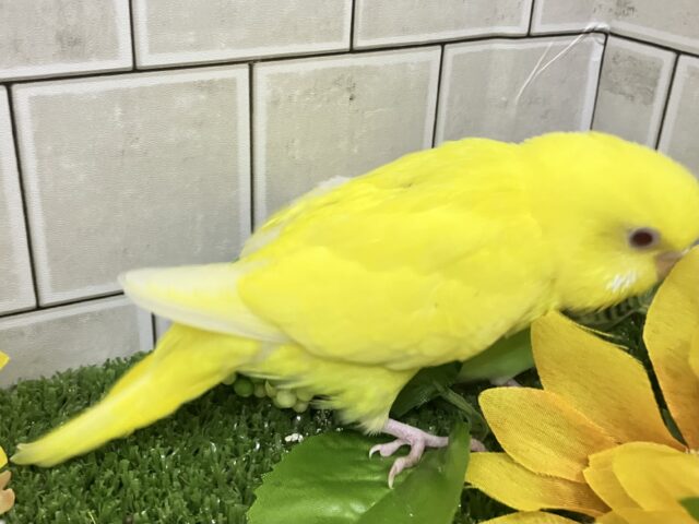 セキセイインコ