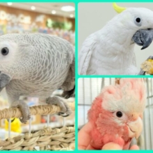 夏が来た🎐🍃延長決定だぁ〜！オウムフェア〜🦜🫧