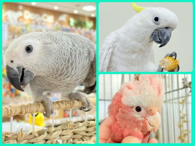 夏が来た🎐🍃延長決定だぁ〜！オウムフェア〜🦜🫧
