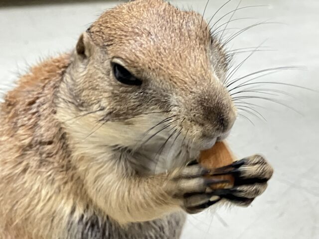 プレーリードッグ