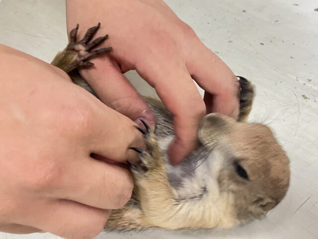 プレーリードッグ