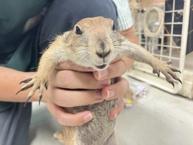 プレーリードッグ