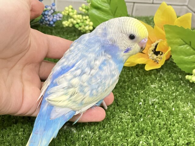 セキセイインコ