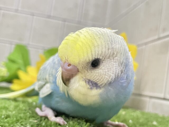 夜中のアイス🍨🌙*ﾟひっそり格別ぅ？？🫶🏻⟡.*セキセイインコ(パステルレインボースパングル/2025年7月生まれ)