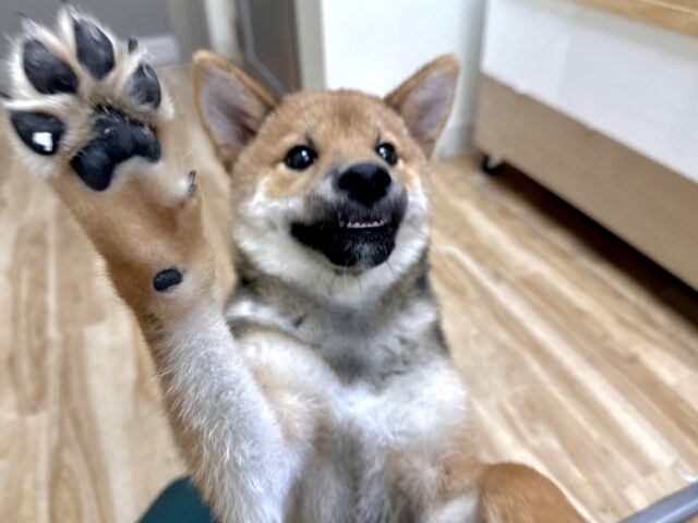 柴犬