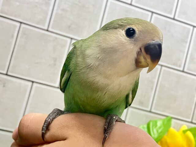 コザクラインコ（小桜インコ）