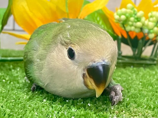 コザクラインコ（小桜インコ）
