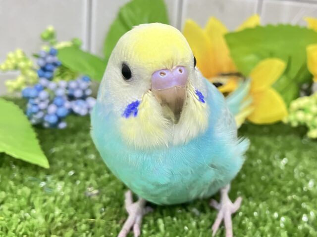 ✨最新画像✨ﾊﾚｿﾗ舞え舞え¨*•¸♬︎ひとさじの𝐜𝐮𝐬𝐭𝐚𝐫𝐝💛🌼セキセイインコ(パステルレインボー/2025年7月生まれ)
