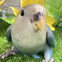 ✨最新画像✨ﾓｸﾓｸ芽吹く🌱∗*ﾟ蒼天の向日葵🌻🩵 ￼コザクラインコ(ブルー/2025年7月生まれ)