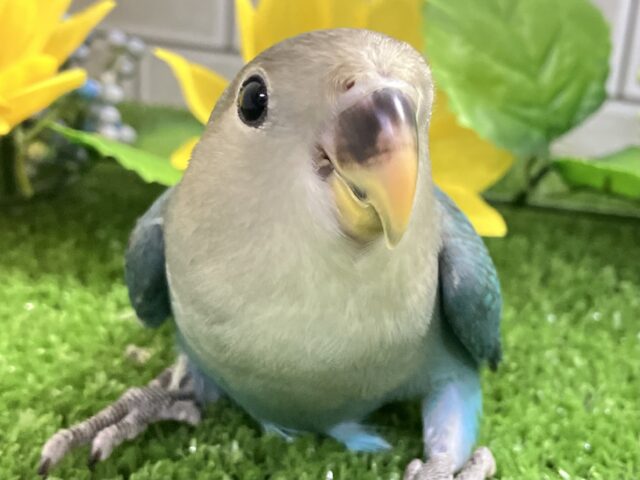 ✨最新画像✨ﾓｸﾓｸ芽吹く🌱∗*ﾟ蒼天の向日葵🌻🩵 ￼コザクラインコ(ブルー/2025年7月生まれ)