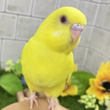 ✨最新画像✨ふりそそぐ太陽は元気の源！！　セキセイインコ