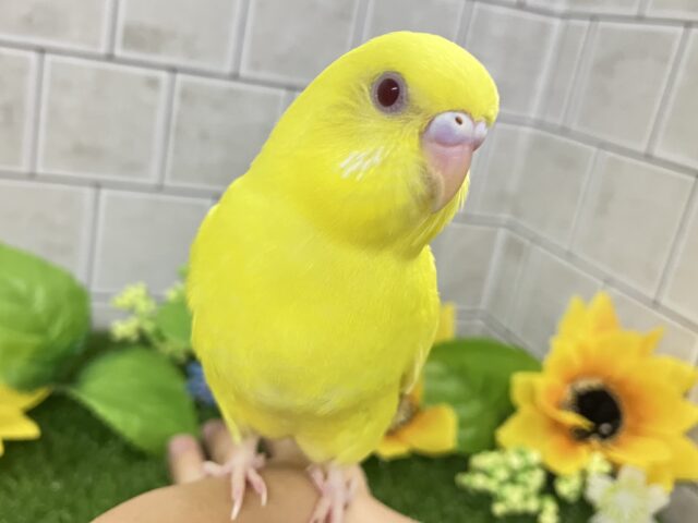 ✨最新画像✨ふりそそぐ太陽は元気の源！！　セキセイインコ