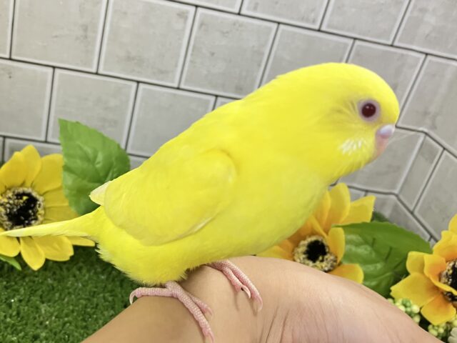 セキセイインコ