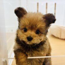 くま〜クマ〜🎶わたちは子グマ〜🎶ミックス犬ちゃん(ポメラニアン×トイプードル)