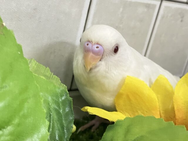 セキセイインコ