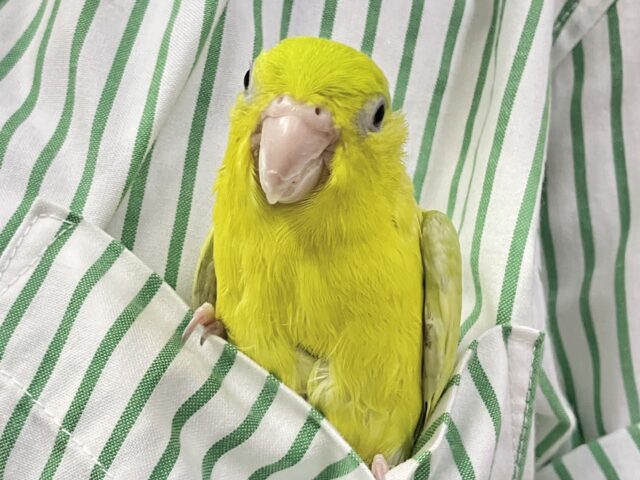 動画あり☆　ネオン街に輝くマメちゃん👾⟡.*💡💖マメルリハ(アメリカンイエロー2022年5月生まれ)