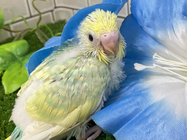 セキセイインコ
