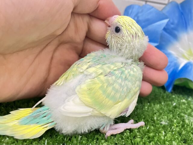 セキセイインコ