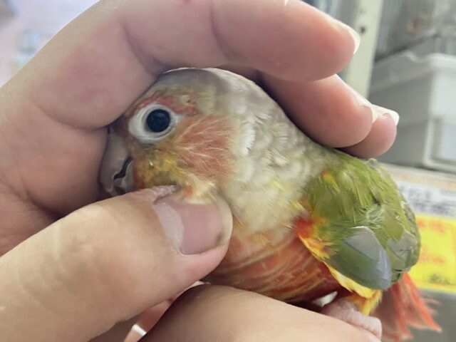 ホオミドリウロコインコ