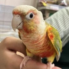 Passion解放❤️‍🔥(｀✧∀✧´)ｷﾗｰﾝ!ウロコインコ(パイナップル2024年5月生まれ)
