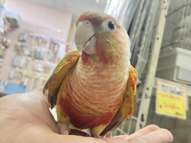 ホオミドリウロコインコ