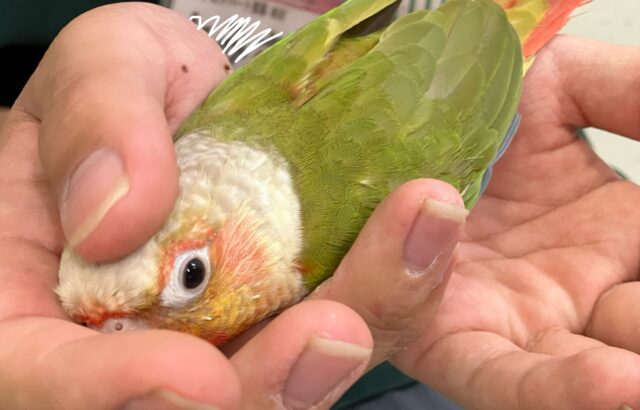 ホオミドリウロコインコ