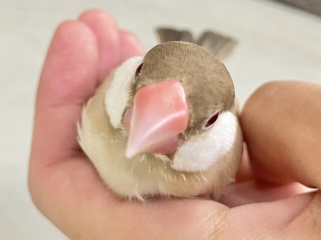 ✨最新画像✨めろりん︎♥️⟡.*ポカポカ𝐦𝐢𝐥𝐤 𝐭𝐞𝐚🫖🧸シナモン文鳥(2025年5月上旬生まれ)