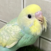 ✨最新画像✨ﾐﾆﾐﾆ🌳⟡.*🎀ギンガムめろんぱん🍈🎀セキセイインコ(パステルレインボースパングル/2025年8月生まれ)