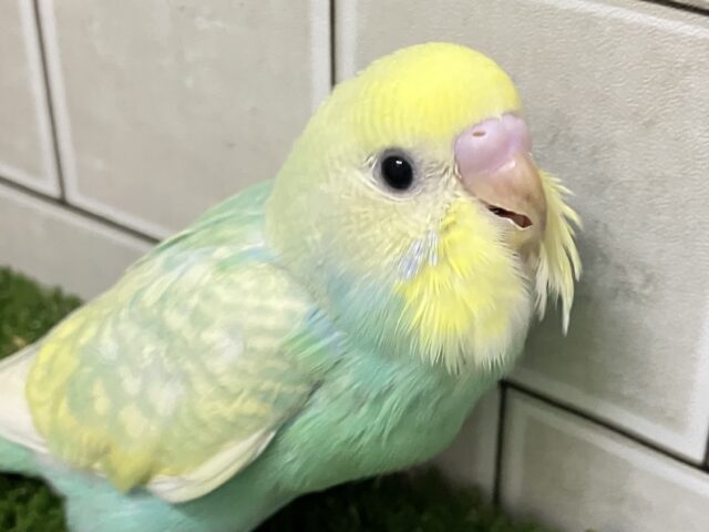 ✨最新画像✨ﾐﾆﾐﾆ🌳⟡.*🎀ギンガムめろんぱん🍈🎀セキセイインコ(パステルレインボースパングル/2025年8月生まれ)