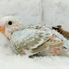 美！美！美っと！！麗しカラー🫧セキセイインコ(シナモンオパーリン) ヒナ
