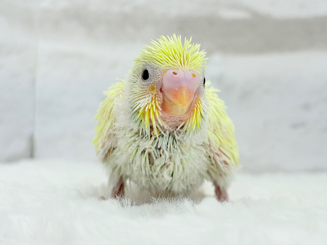 にっこり笑顔♬ヒヨコの赤ちゃん🐣セキセイインコ(クリーム) ヒナ