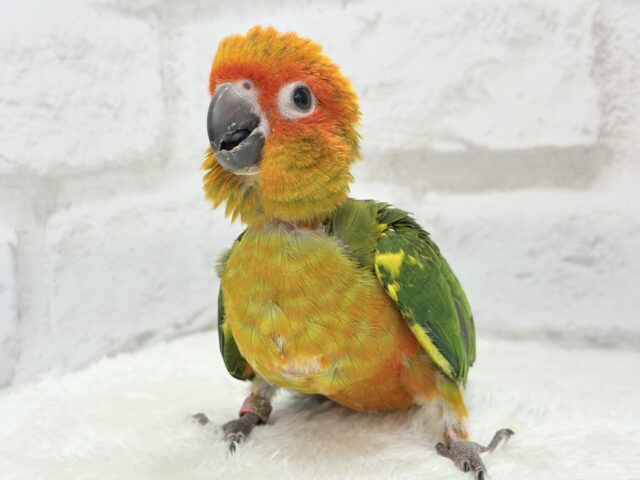 コガネメキシコインコ