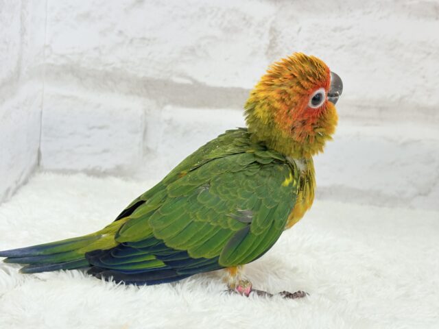 コガネメキシコインコ
