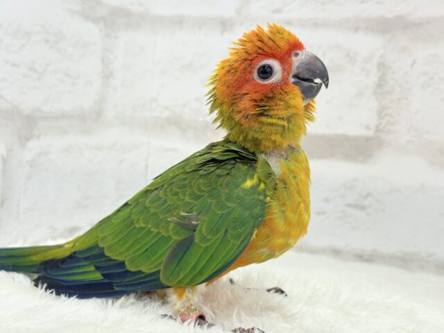 コガネメキシコインコ
