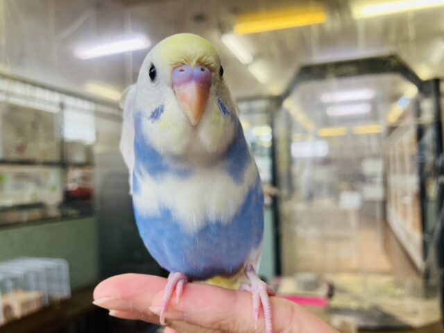 セキセイインコ
