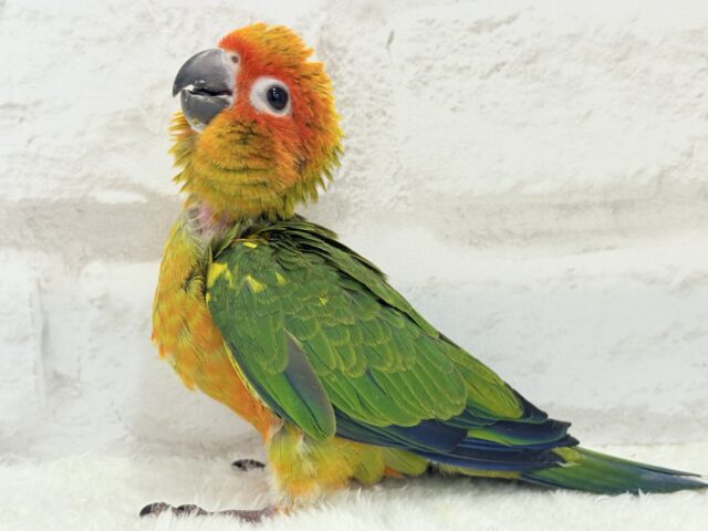 コガネメキシコインコ