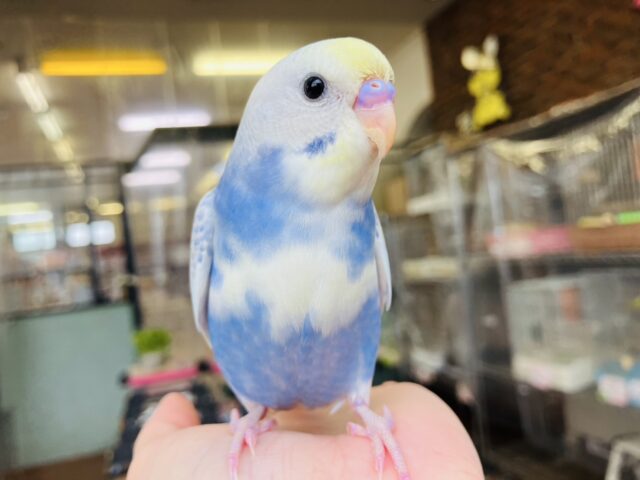 セキセイインコ